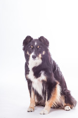 Border Collie Mischling im Studio