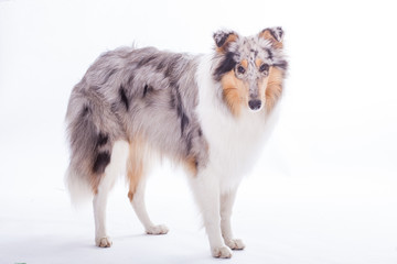 Rough Collie stehend