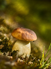 boletus