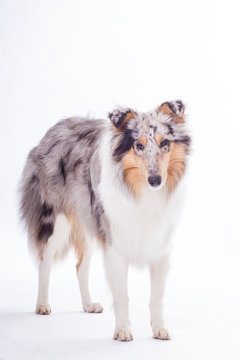 Rough Collie stehend