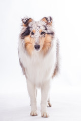 Stehender Langhaarcollie