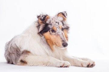 Langhaarcollie liegend