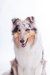 Langhaarcollie Portrait