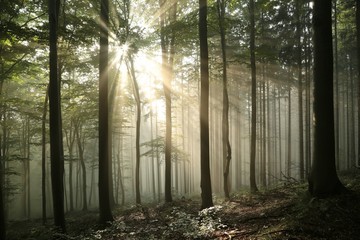Autumn deciduous forest in foggy weather during sunrise