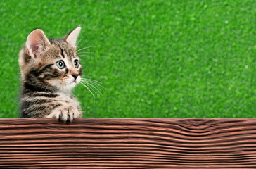 Cute kitten