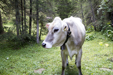 Obraz na płótnie Canvas Wild Cow