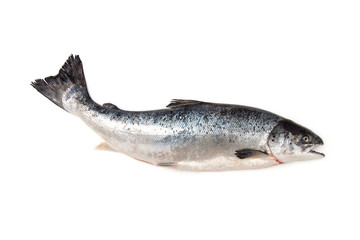 Atlantic Salmon (Salmo solar) whole fish.