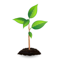 New green sprout and soil, isolated on white background