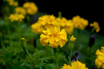 Obraz premium Marigold