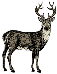 sketch of reindeer