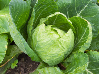 cabbage in the garden