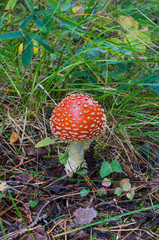Amanita muscaria