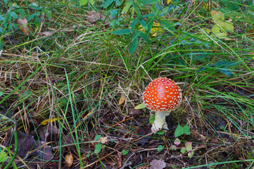 Amanita muscaria