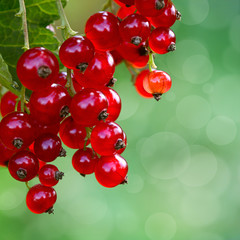 The red currant close up