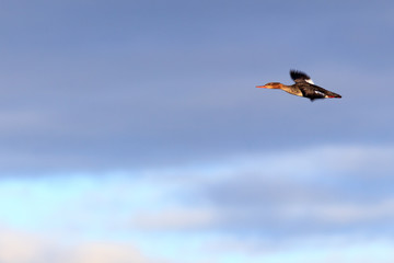 Mergus serrator, Red-breasted Merganser.