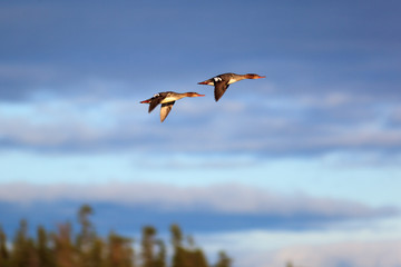 Mergus serrator, Red-breasted Merganser.