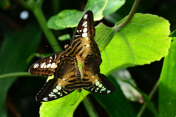 Pair of mating Clipper butterflies