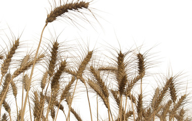 Wheat Fields Isolated