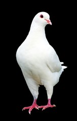 White pigeon isolated on black background