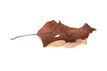 dry leaf with a hole, isolated on white background