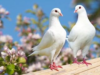 Two white pigeon on flowering background