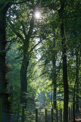 Sunlight through the trees and morning mist