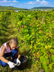 Vendanges