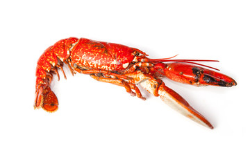 Cooked European lobster isolated on a white studio background.
