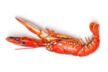Cooked European lobster isolated on a white studio background.