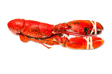 Cooked European common lobster isolated on a white studio backgr