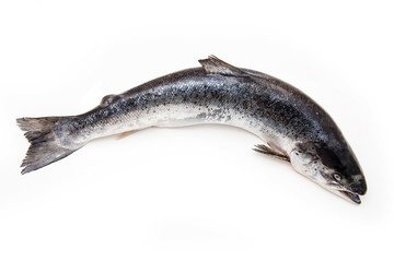 Fototapeta premium Atlantic Salmon (Salmo solar) whole fish.