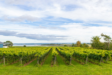 Beautiful rows of grapes before harvesting