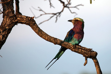 Roller Sabine's (Coracias caudata), South Africa, Сизоворонка
