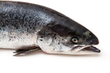 Atlantic Salmon (Salmo solar) whole fish.