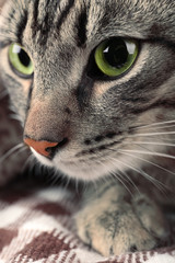 Grey cat's muzzle closeup