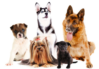 Fototapeta na wymiar Collage of cute dogs isolated on white