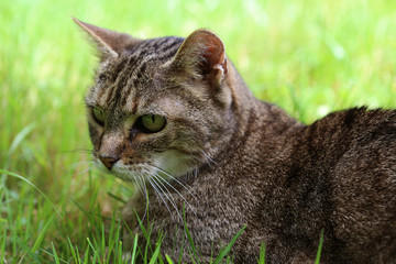 Chat