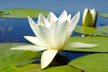 Obrazy na Szkle  Biała lilia kwitnąca jezioro na tle zielonych liści
