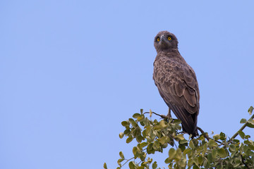 Brown snake eagle with angry yellow eyes waiting on perch