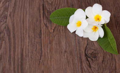 Obraz premium Flowers Plumeria isolated on a white background