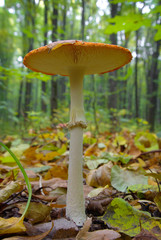 Mushrooms growing in the woods among the fallen leaves
