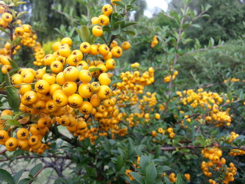 Oblepiha