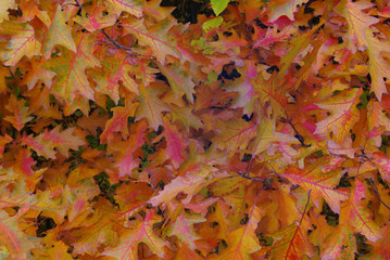 Naklejka na ściany i meble Red and yellow autumn oak leaves in the forest.