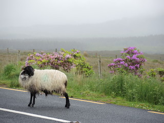 Mouton irlandais 9