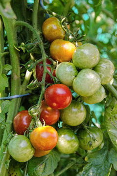 Cherry tomatoes on the tree