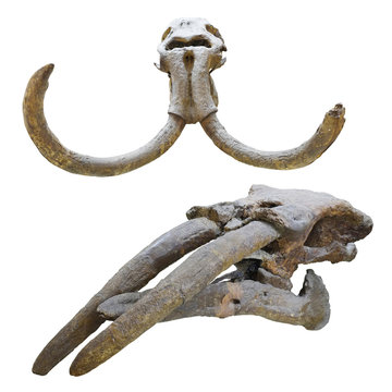Fototapeta mammoth skull