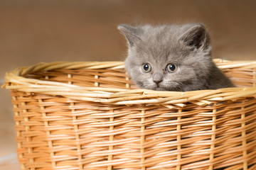 Fototapeta na wymiar Grey kitten in the basket