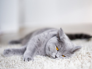 Grey cat laying on the floor