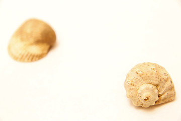 Sea shell pair isolated on the white background