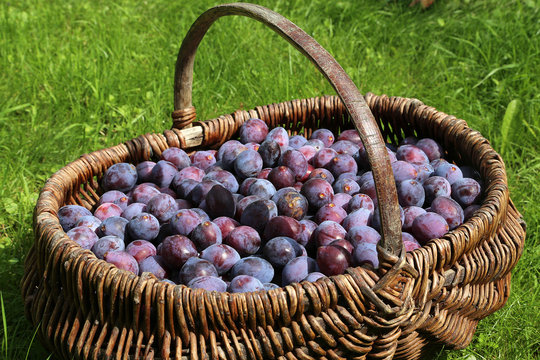 Prunes